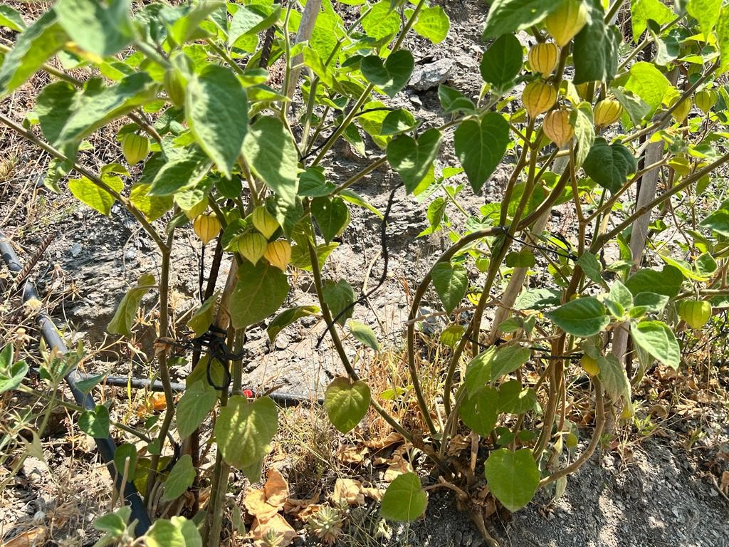 Se vende Terreno Rustico  en Costa Del Sol East, Málaga, España