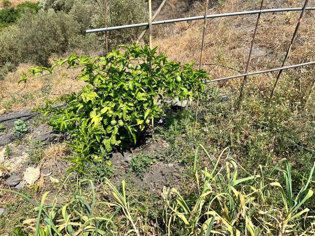 Se vende Terreno Rustico  en Costa Del Sol East, Málaga, España