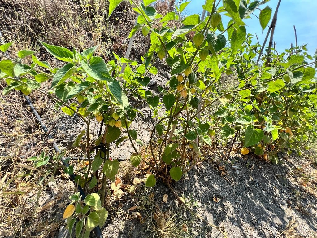 Se vende Terreno Rustico  en Costa Del Sol East, Málaga, España