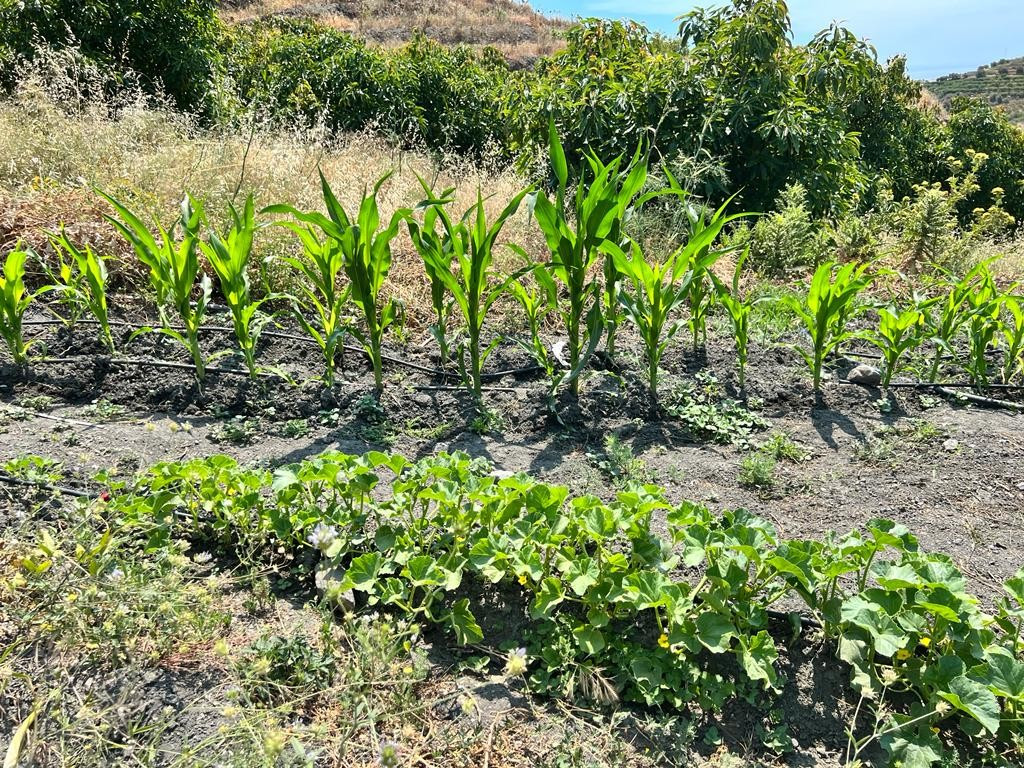 Se vende Terreno Rustico  en Costa Del Sol East, Málaga, España