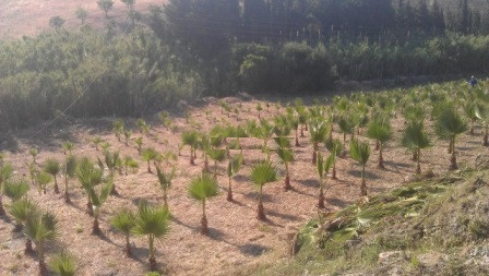 Plots for sale in Estepona Costa Del Sol, Málaga, Spain