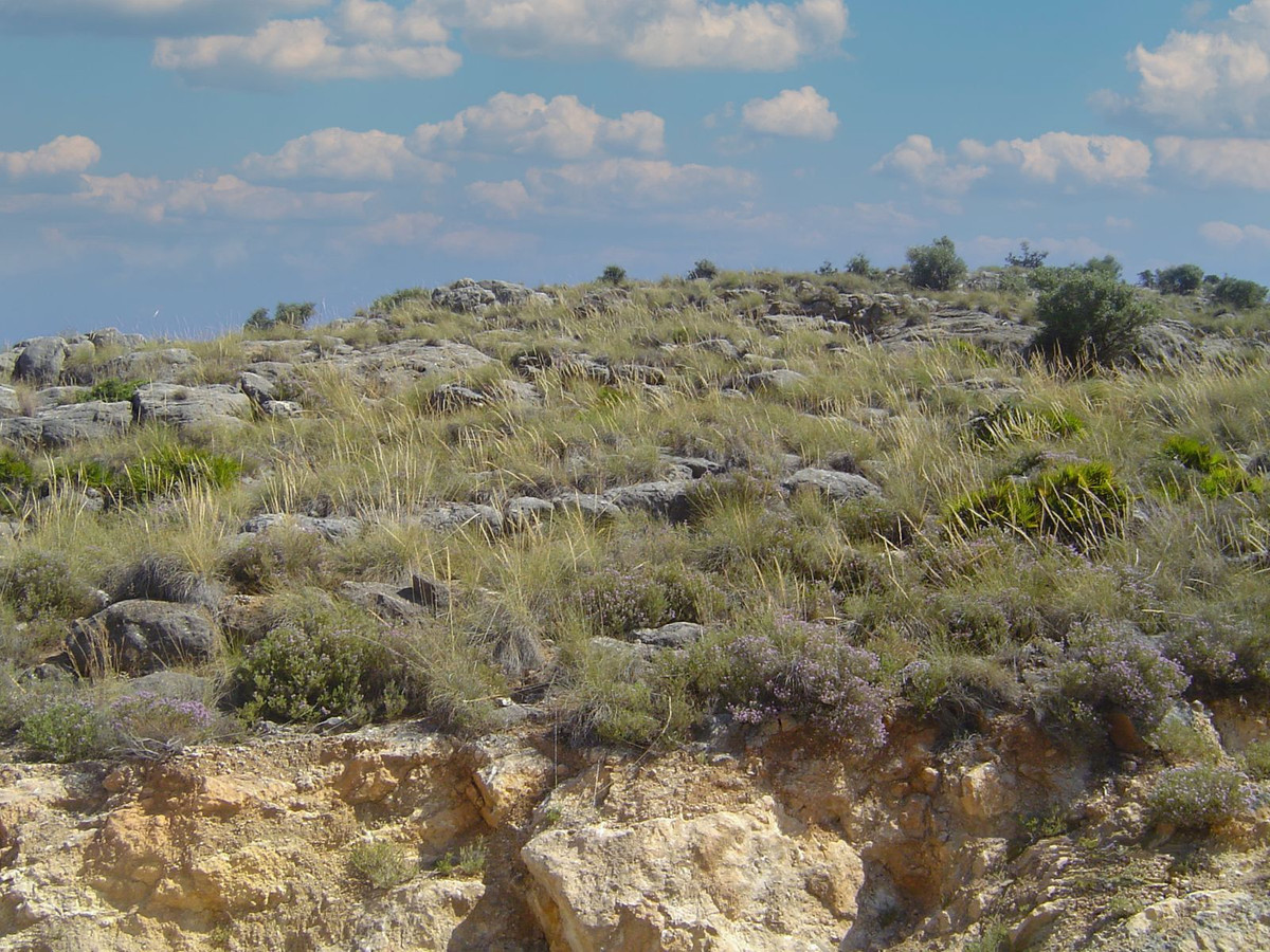 Se vende Terreno Rustico  en Costa Del Sol, Málaga, España