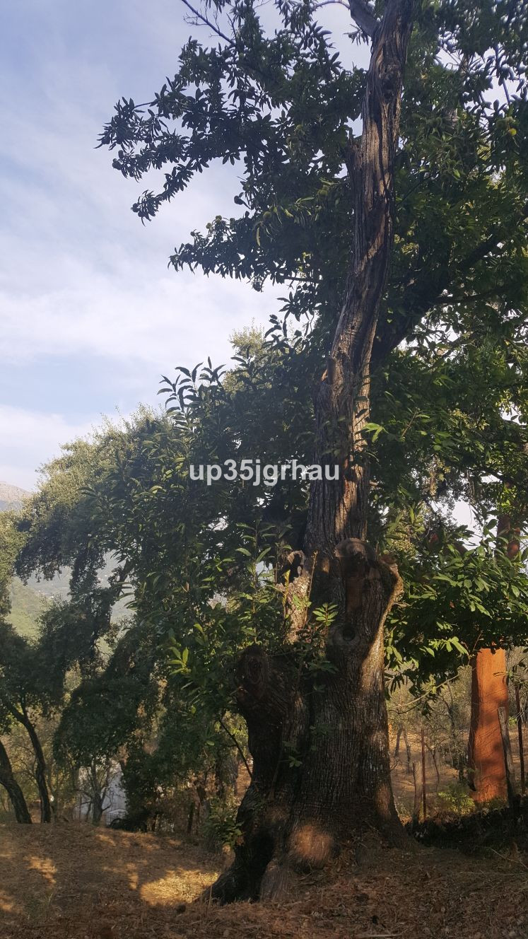 Se vende Terreno Rustico  en Costa Del Sol, Málaga, España