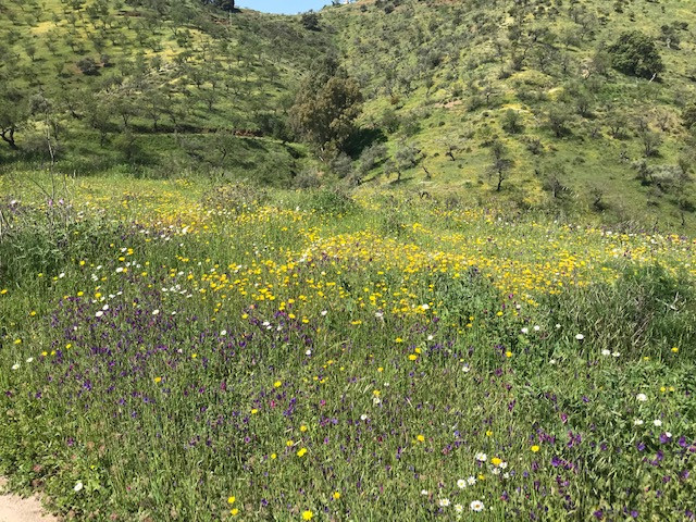 Se vende Terreno Rustico  en Costa Del Sol, Málaga, España