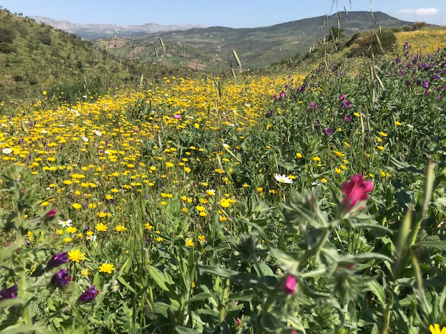 Se vende Terreno Rustico  en Costa Del Sol, Málaga, España