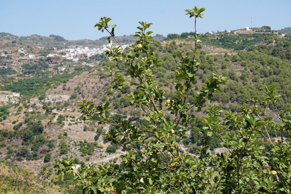Se vende Finca - Cortijo de 3 dormitorios en Costa Del Sol, Málaga, España
