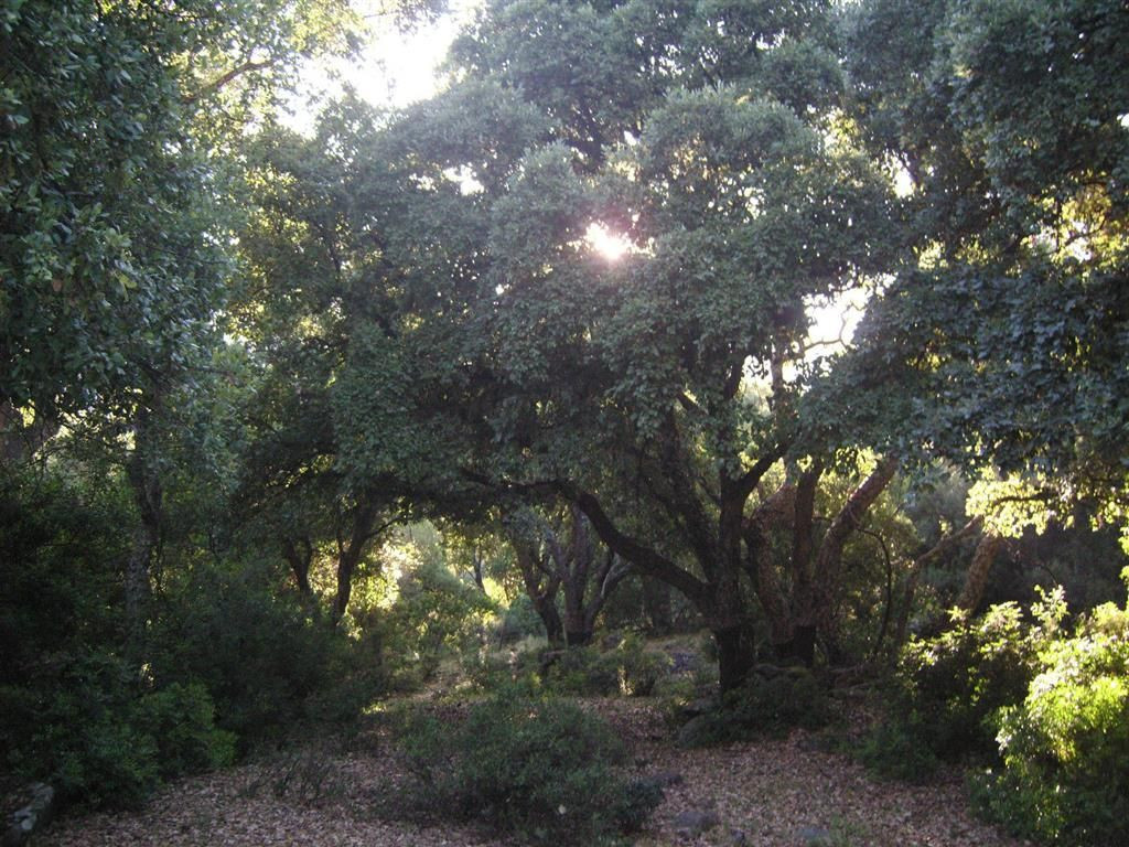 Se vende Terreno Rustico  en Costa Del Sol, Málaga, España