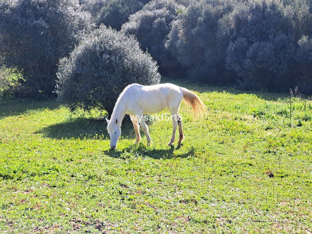 Se vende Terreno Rustico  en Costa Del Sol, Cadiz, España