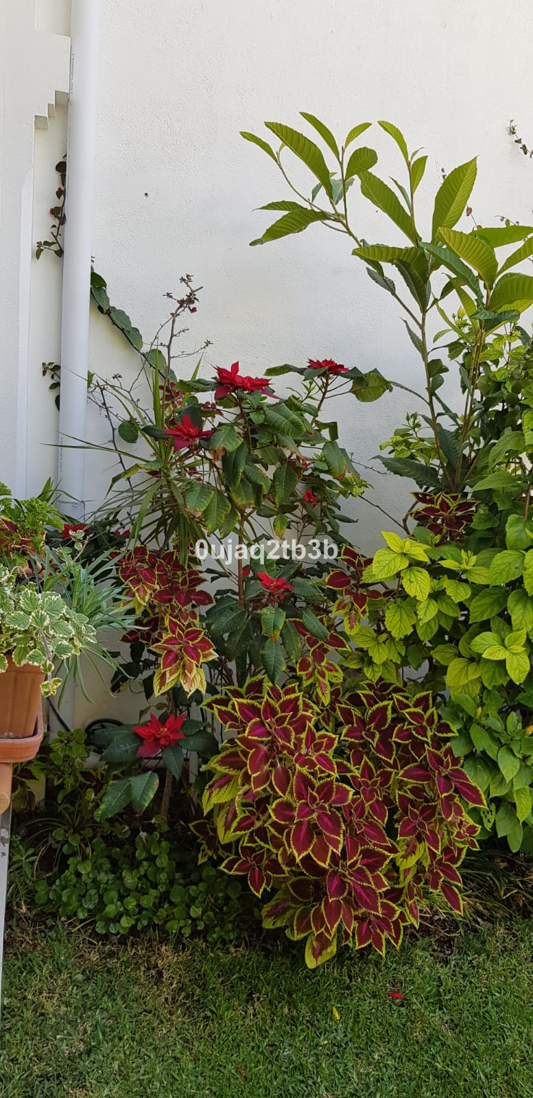 Se vende Villa - Chalet de 5 dormitorios en Costa Del Sol, Málaga, España