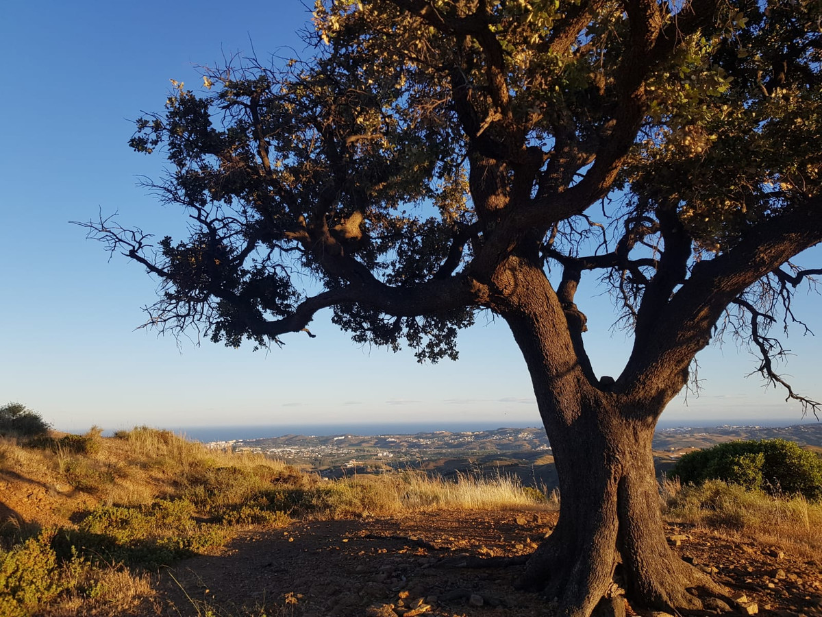 Se vende Terreno Rustico  en Costa Del Sol, Málaga, España