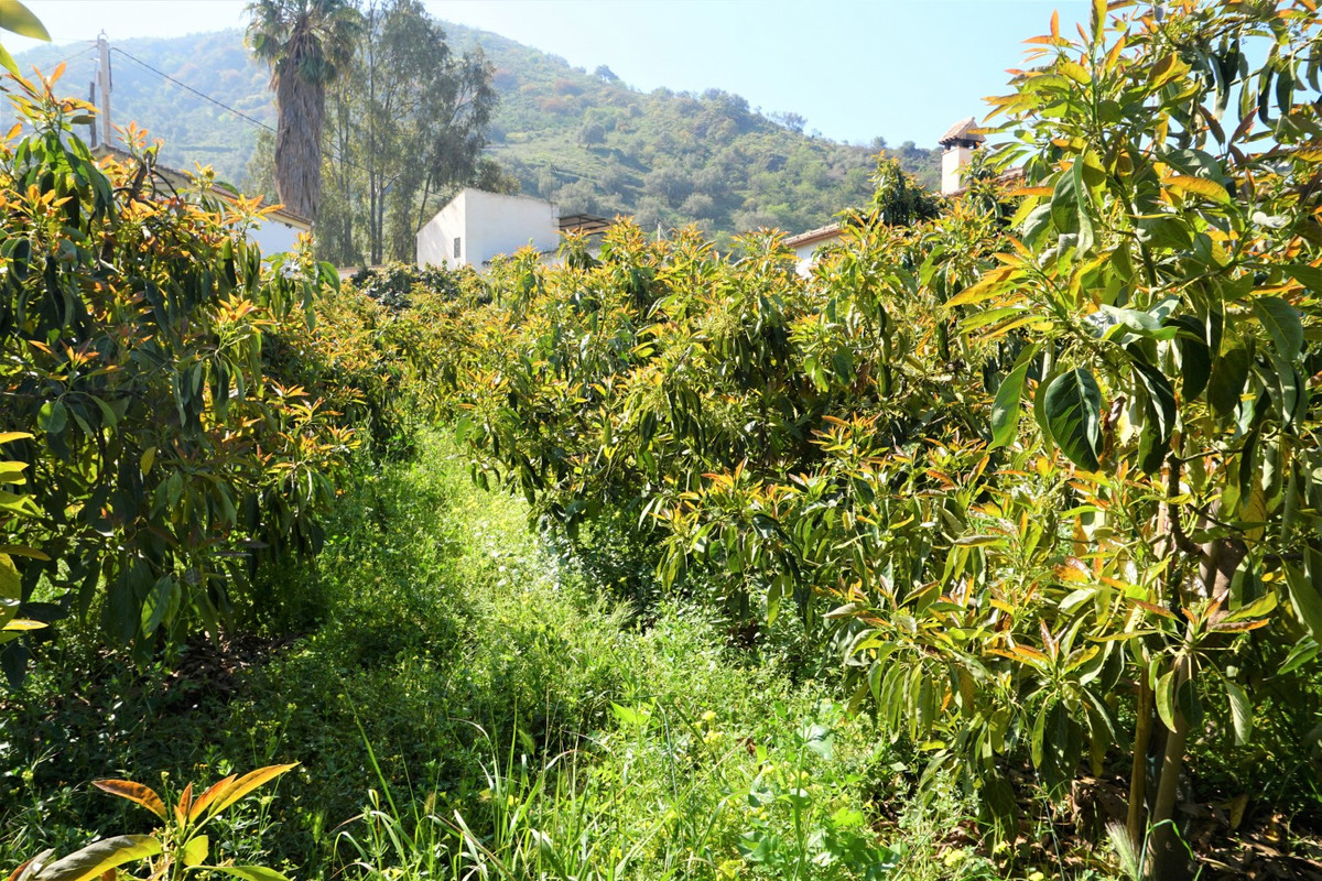 Se vende Terreno Rustico de 1 dormitorios en Costa Del Sol East, Málaga, España