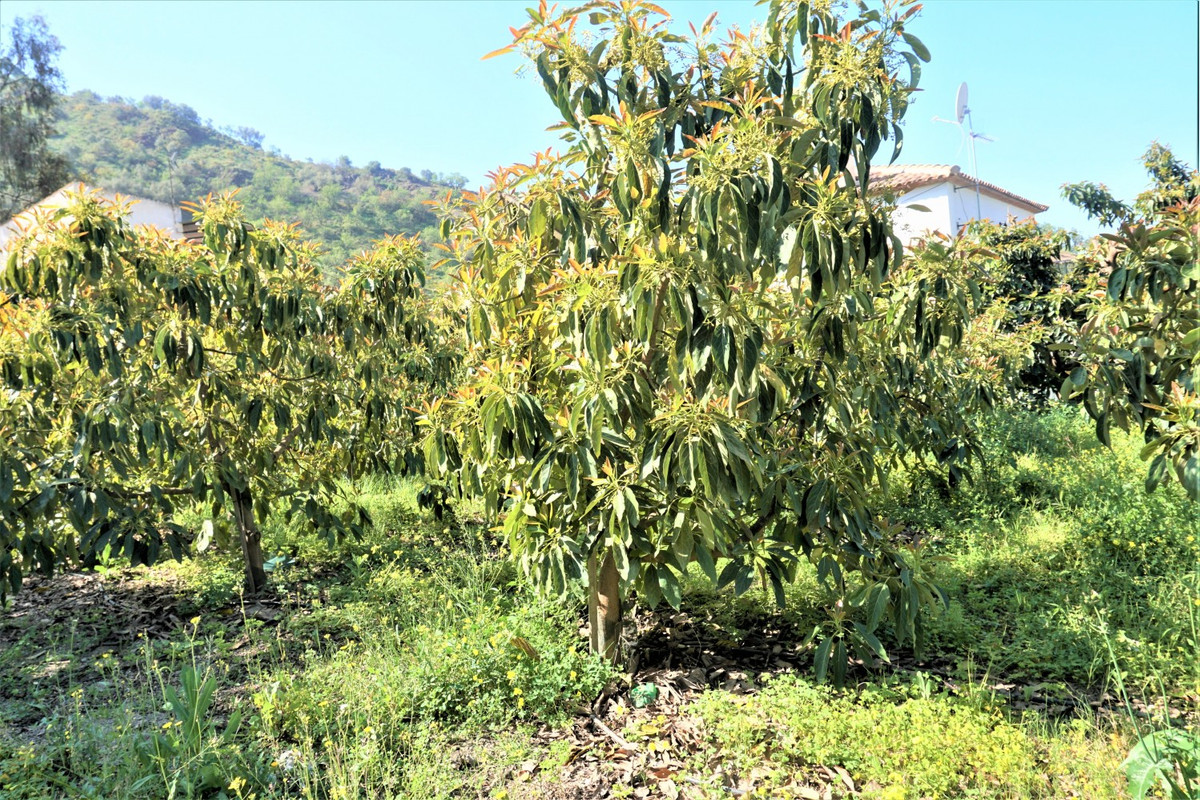 Se vende Terreno Rustico de 1 dormitorios en Costa Del Sol East, Málaga, España