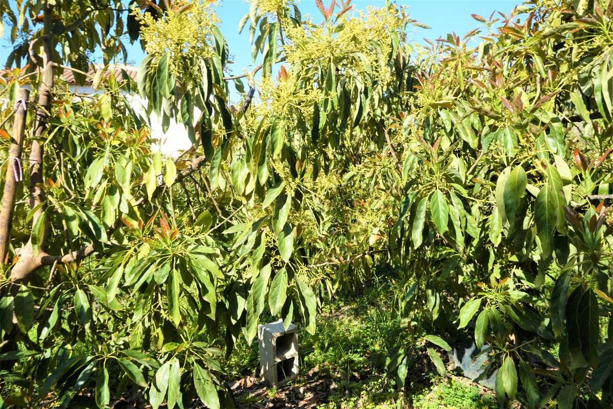 Se vende Terreno Rustico de 1 dormitorios en Costa Del Sol East, Málaga, España