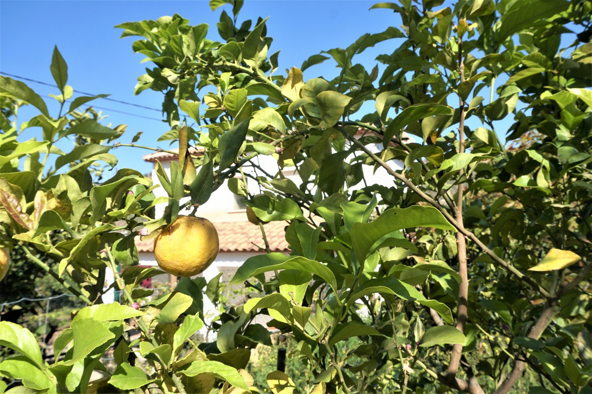 Se vende Terreno Rustico de 1 dormitorios en Costa Del Sol East, Málaga, España