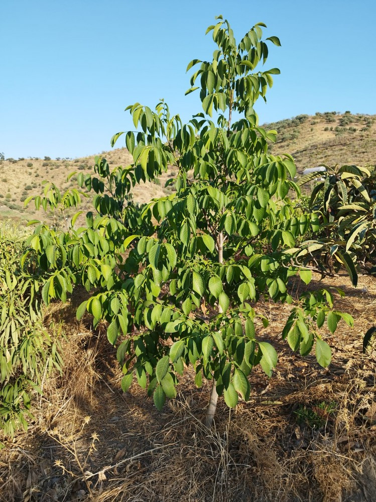Se vende Finca - Cortijo de 2 dormitorios en Costa Del Sol East, Málaga, España