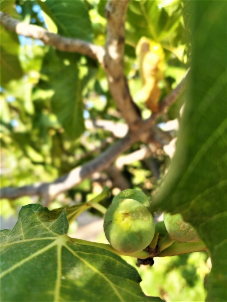 Se vende Finca - Cortijo de 2 dormitorios en Costa Del Sol East, Málaga, España