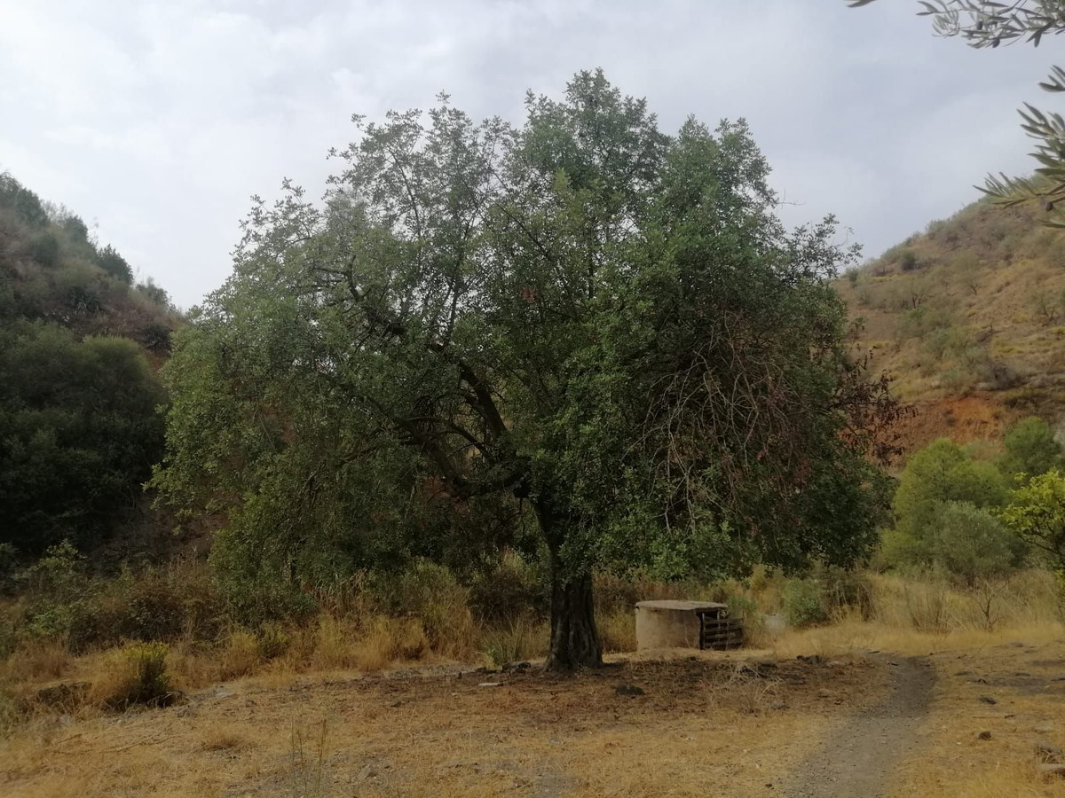 Plots for sale in Cártama Costa Del Sol, Málaga, Spain