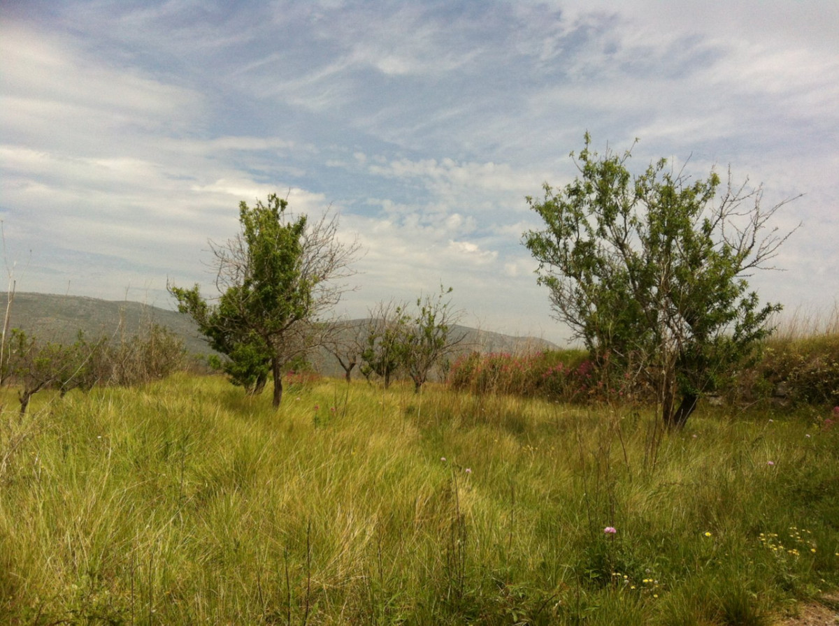 Se vende Terreno Rustico  en Costa Blanca, Alicante, España