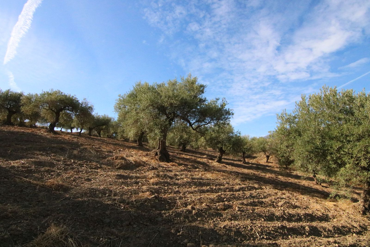 Se vende Terreno Rustico  en Costa Del Sol, Málaga, España