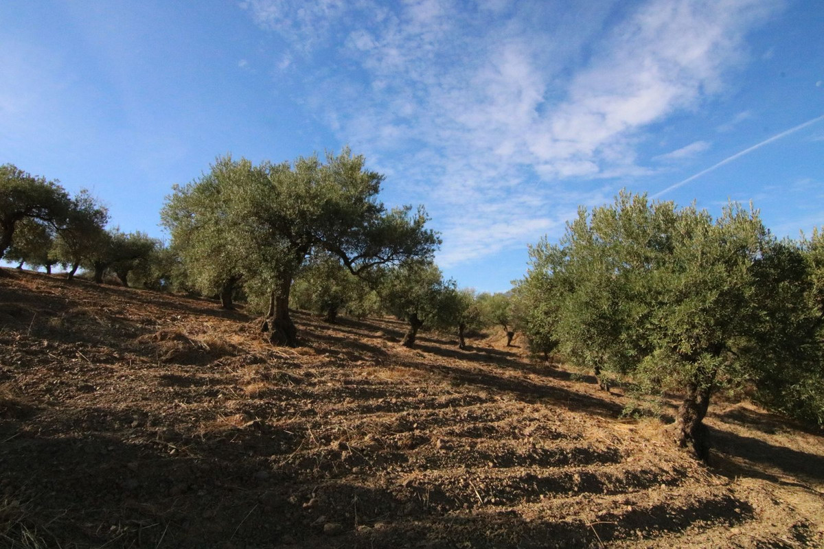 Se vende Terreno Rustico  en Costa Del Sol, Málaga, España