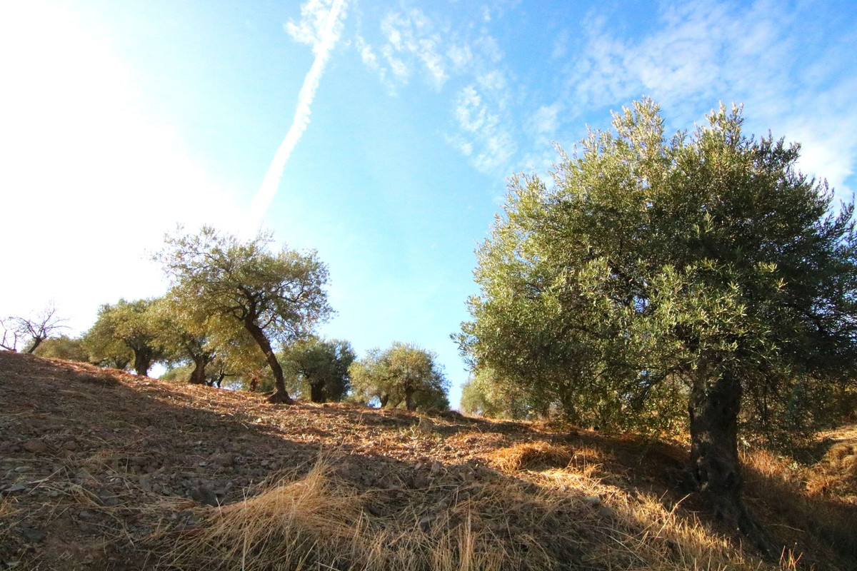 Se vende Terreno Rustico  en Costa Del Sol, Málaga, España
