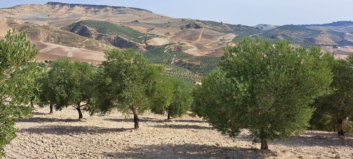 Plots for sale in Ronda Costa Del Sol, Málaga, Spain