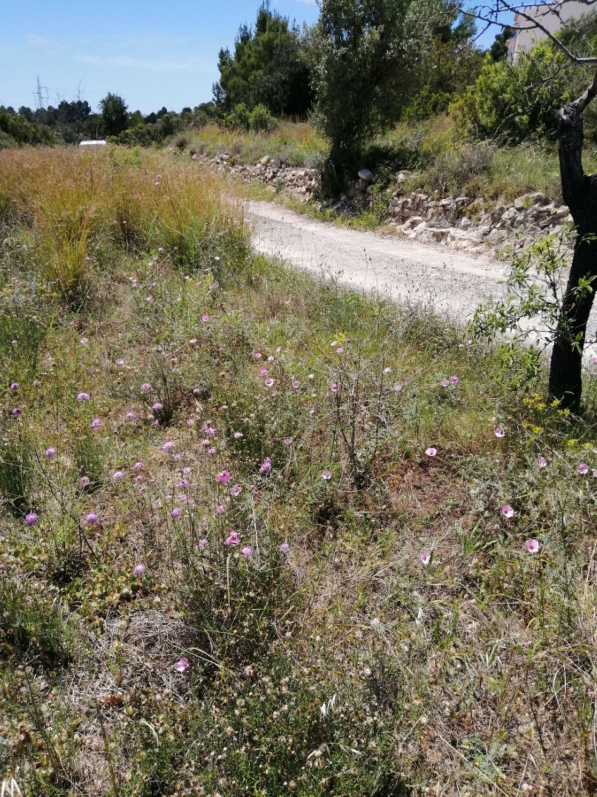 Se vende Terreno Rustico  en Costa Blanca, Alicante, España