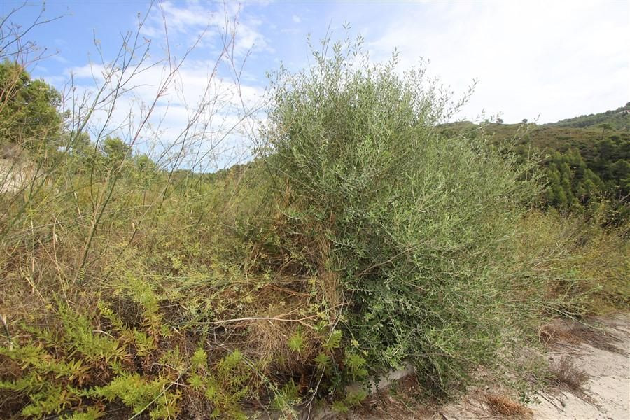Se vende Terreno Rustico  en Costa Blanca, Alicante, España