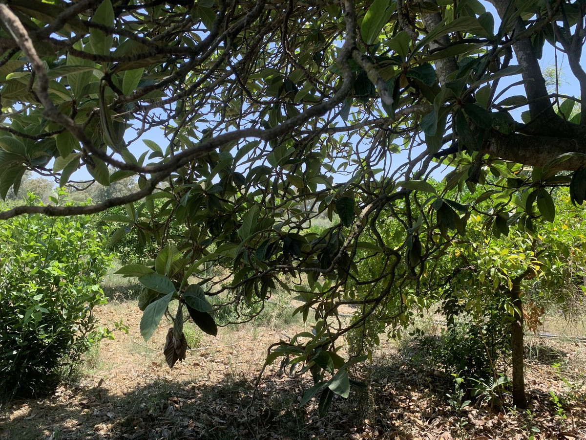 Se vende Terreno Rustico  en Costa Del Sol, Málaga, España