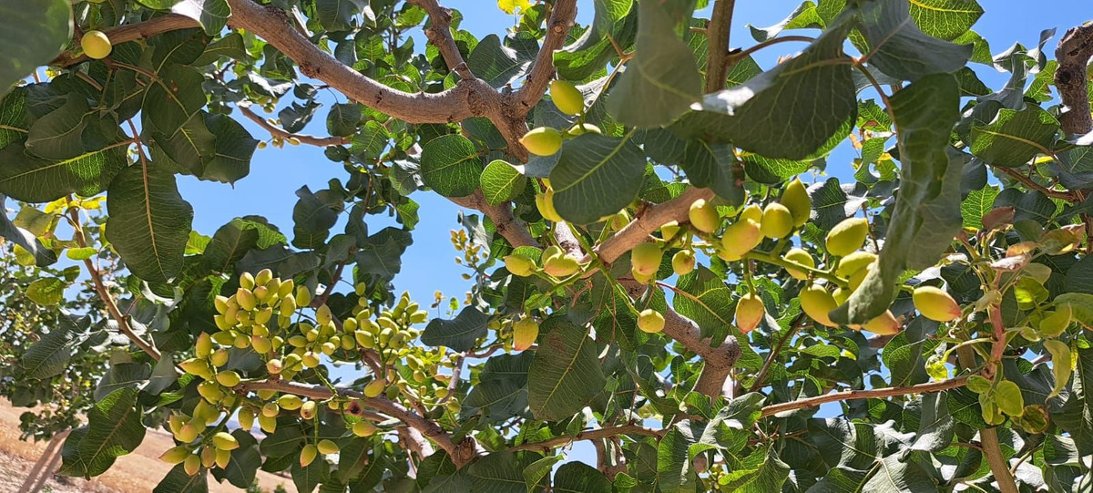 Se vende Terreno Rustico  en Costa Del Sol, Málaga, España