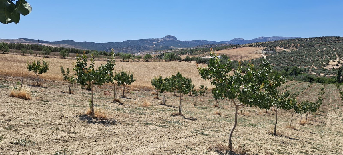 Se vende Terreno Rustico  en Costa Del Sol, Málaga, España