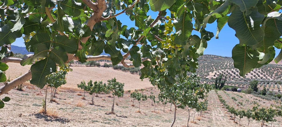 Se vende Terreno Rustico  en Costa Del Sol, Málaga, España