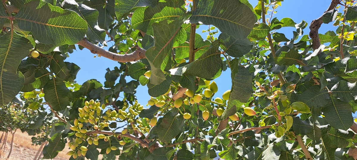 Se vende Terreno Rustico  en Costa Del Sol, Málaga, España