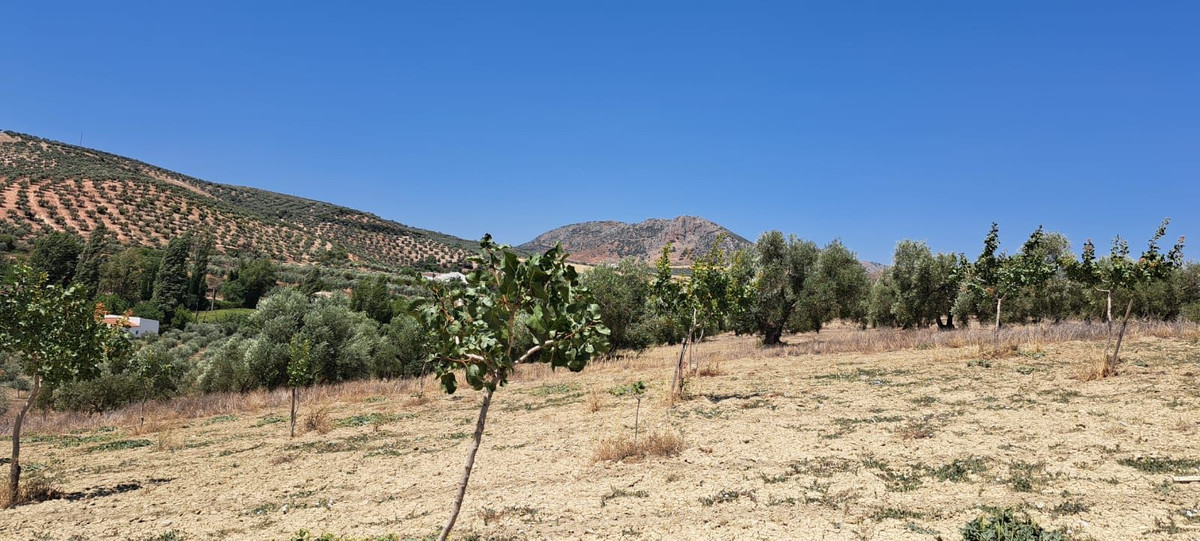 Se vende Terreno Rustico  en Costa Del Sol, Málaga, España