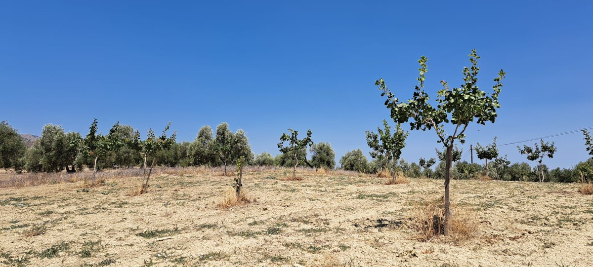 Se vende Terreno Rustico  en Costa Del Sol, Málaga, España