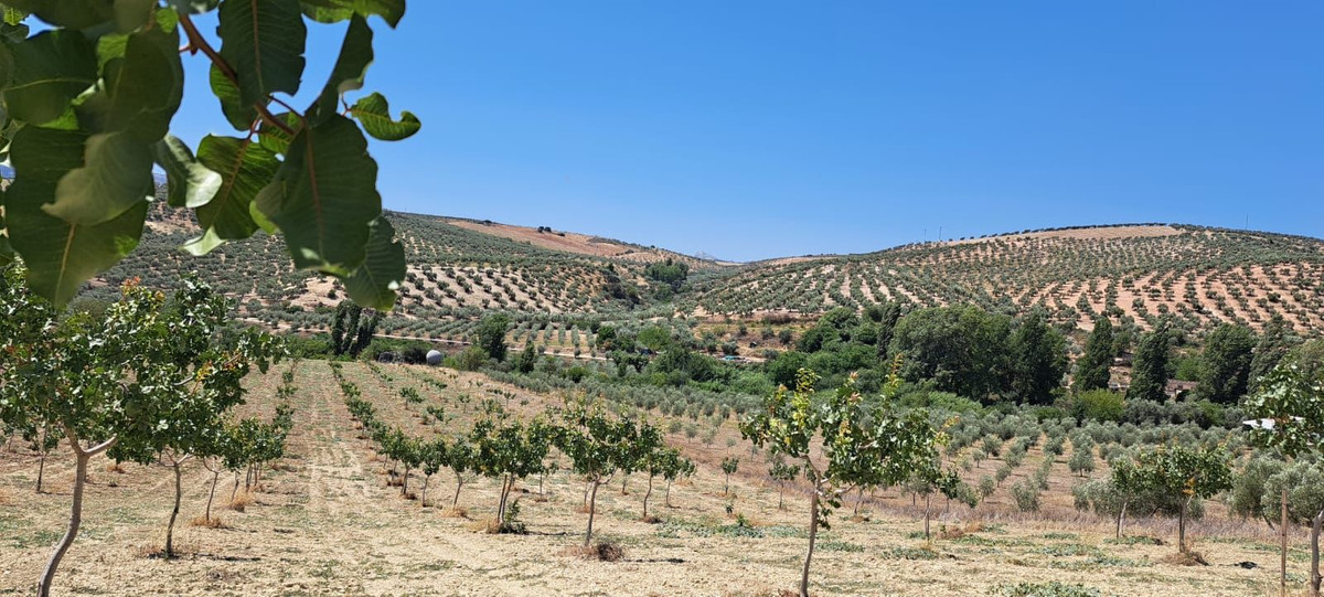 Se vende Terreno Rustico  en Costa Del Sol, Málaga, España