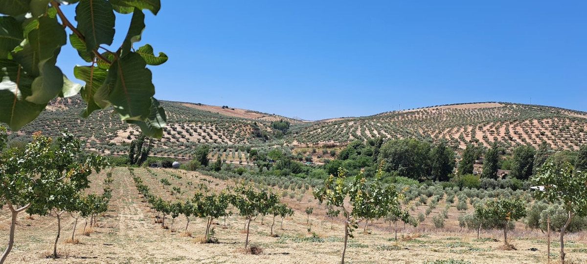 Se vende Terreno Rustico  en Costa Del Sol, Málaga, España