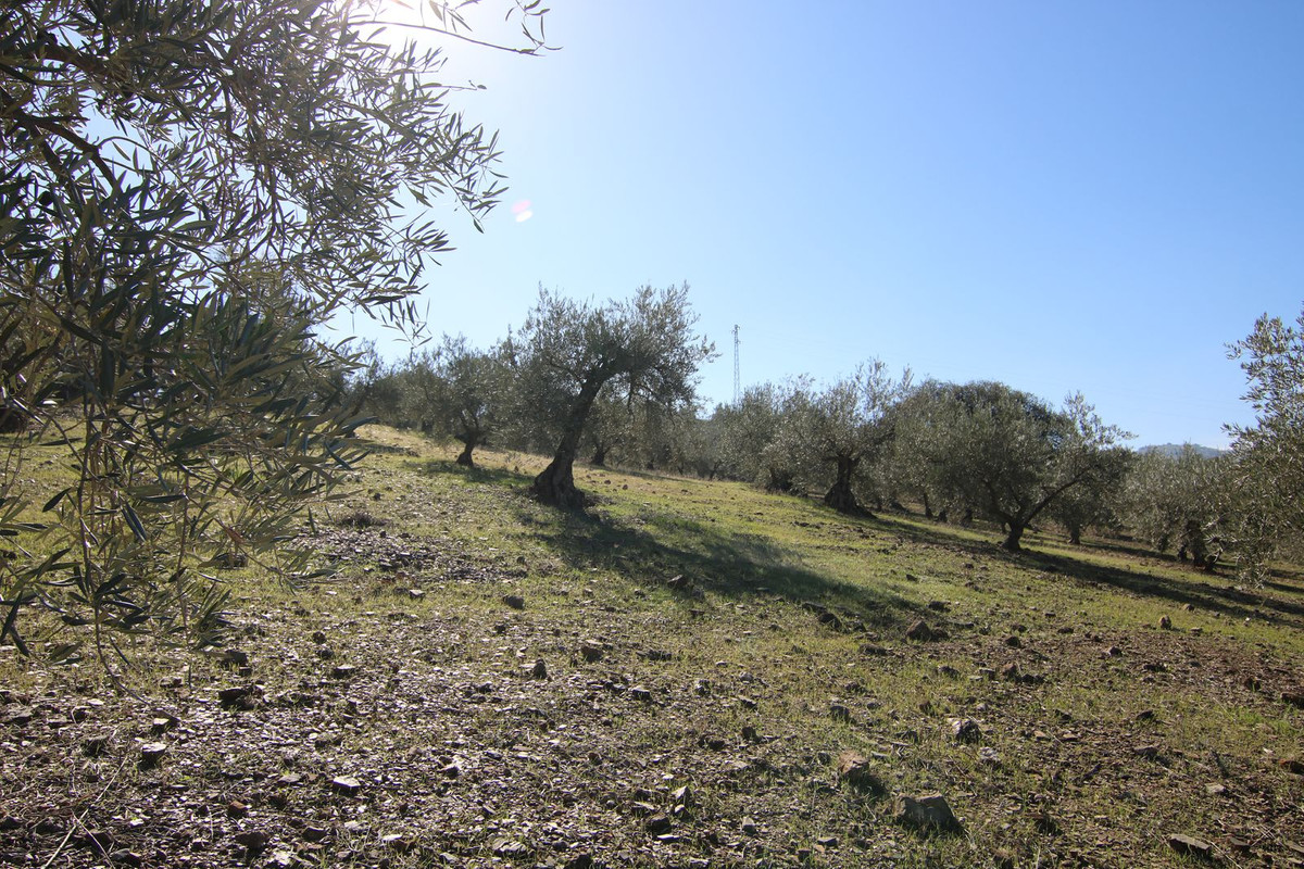 Se vende Terreno Rustico  en Costa Del Sol, Málaga, España