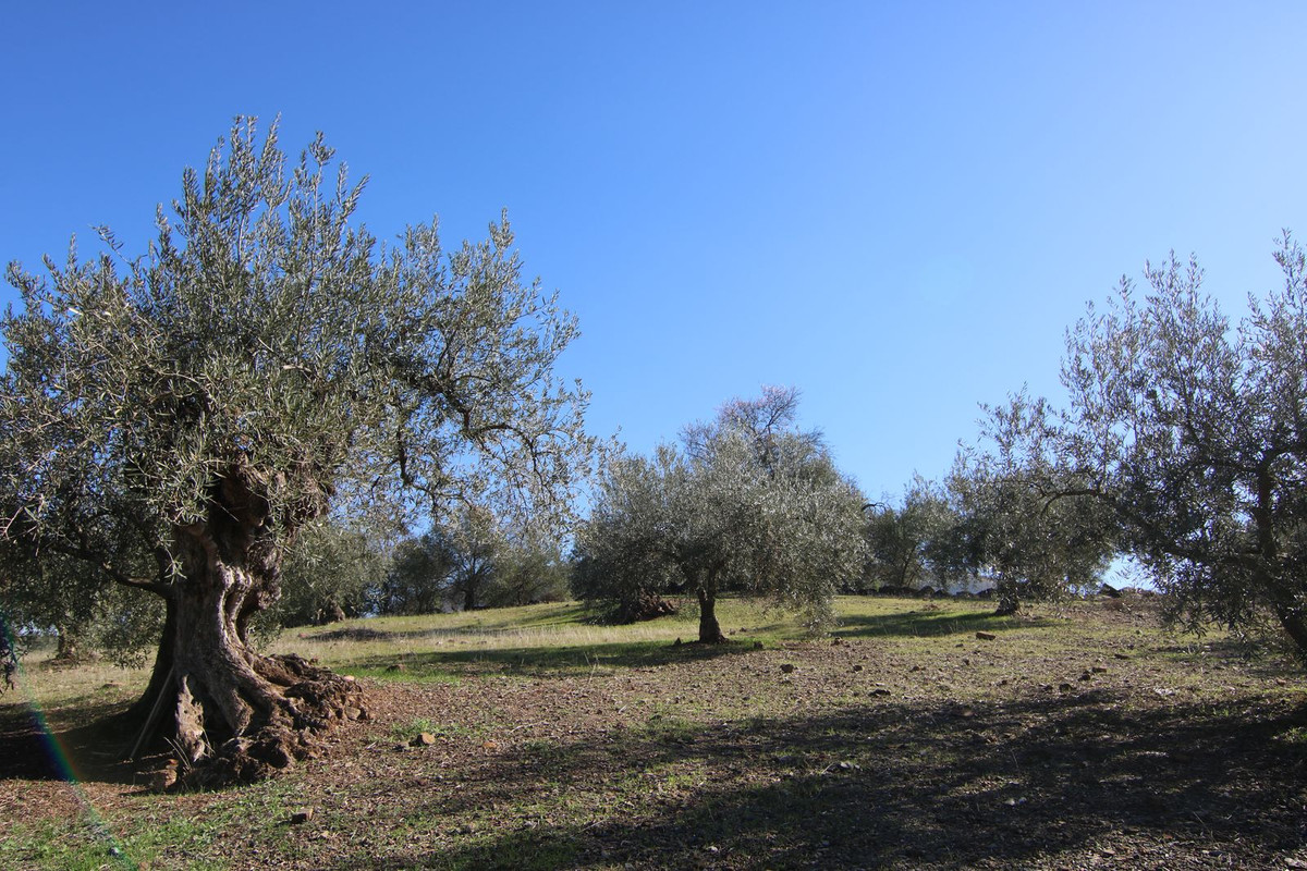 Se vende Terreno Rustico  en Costa Del Sol, Málaga, España