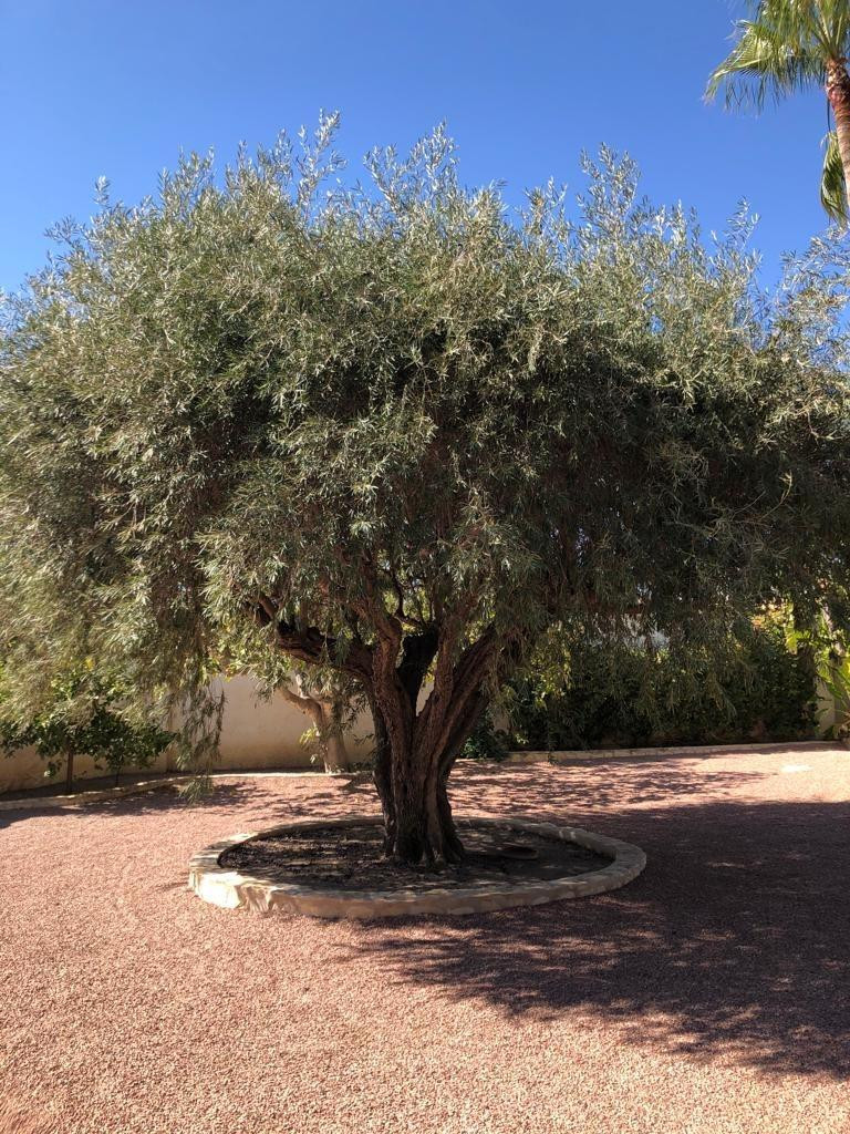 Se vende Bungalow de 3 dormitorios en Costa Blanca, Alicante, España