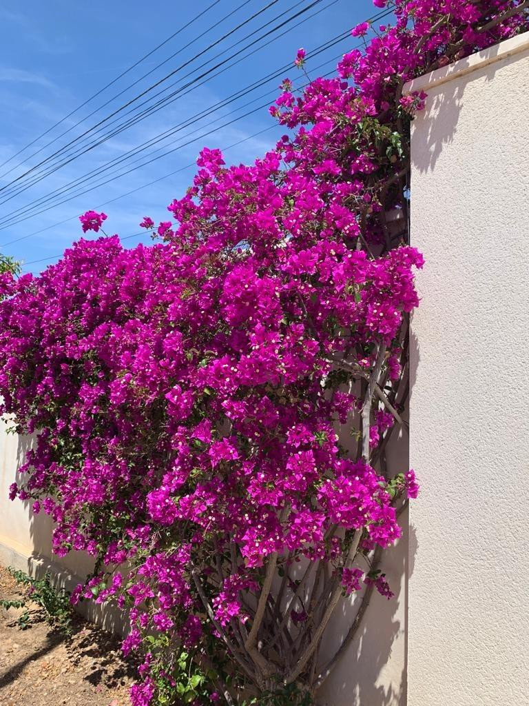 Se vende Bungalow de 3 dormitorios en Costa Blanca, Alicante, España