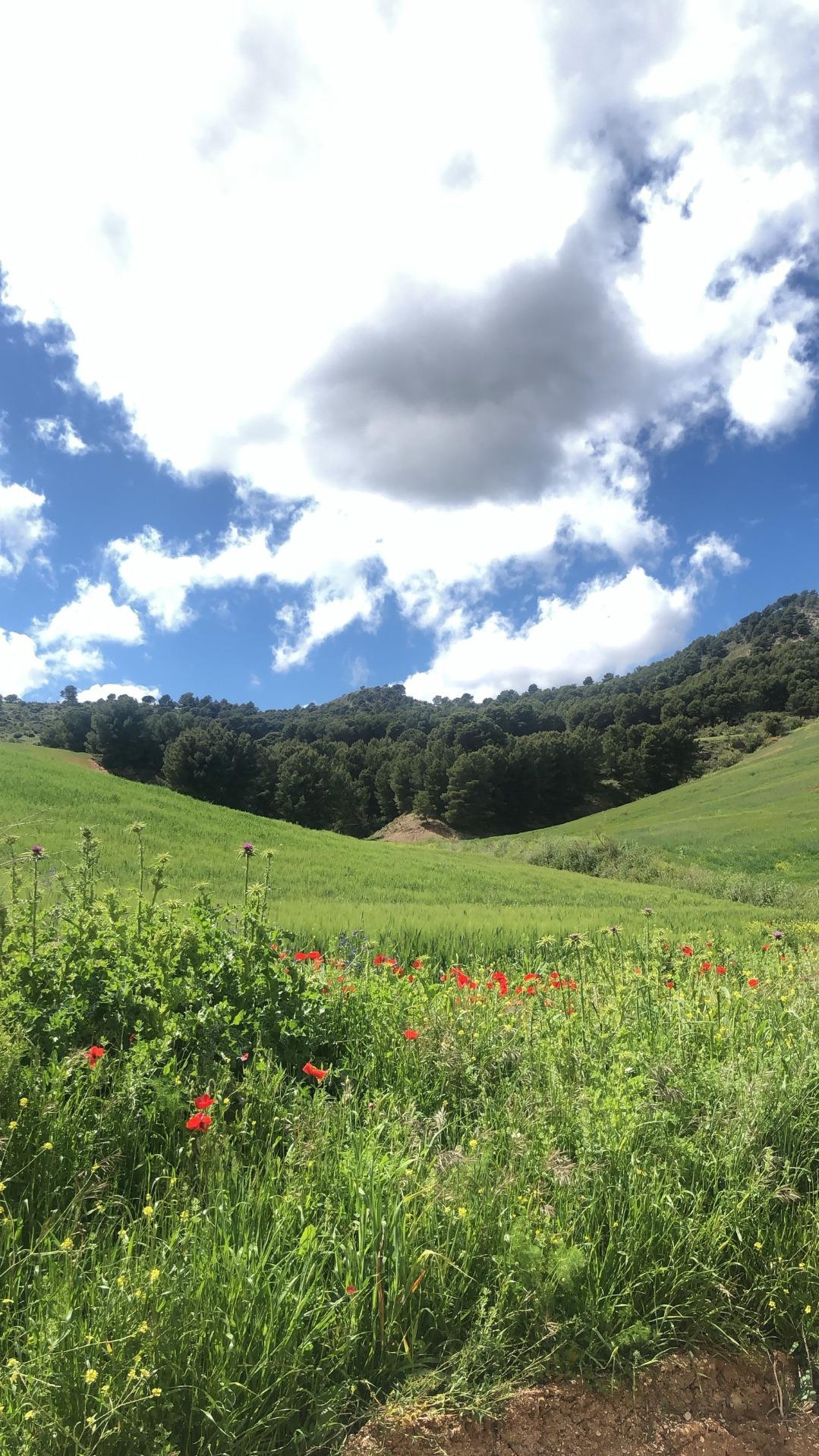 Se vende Finca - Cortijo de 30 dormitorios en Costa Del Sol, Málaga, España