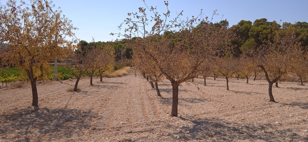 Plots for sale in Pinoso Costa Blanca, Alicante, Spain