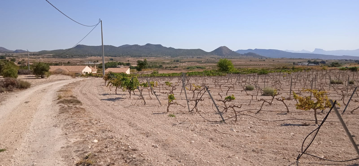 Plots for sale in Pinoso Costa Blanca, Alicante, Spain