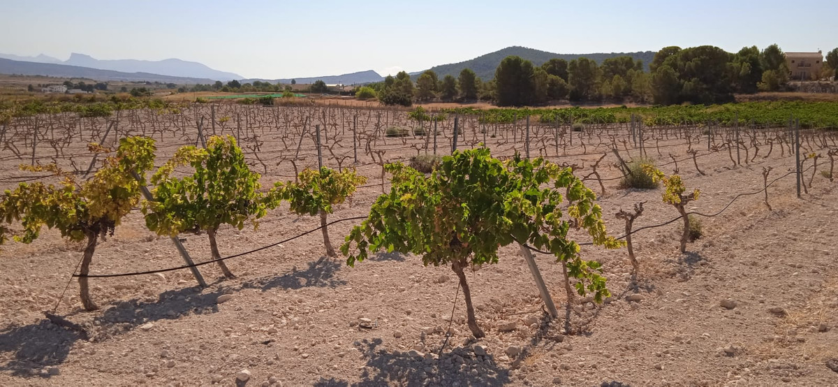 Plots for sale in Pinoso Costa Blanca, Alicante, Spain