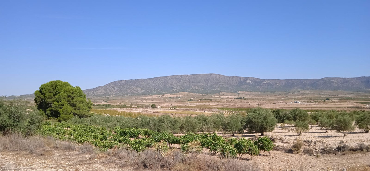 Plots for sale in Pinoso Costa Blanca, Alicante, Spain