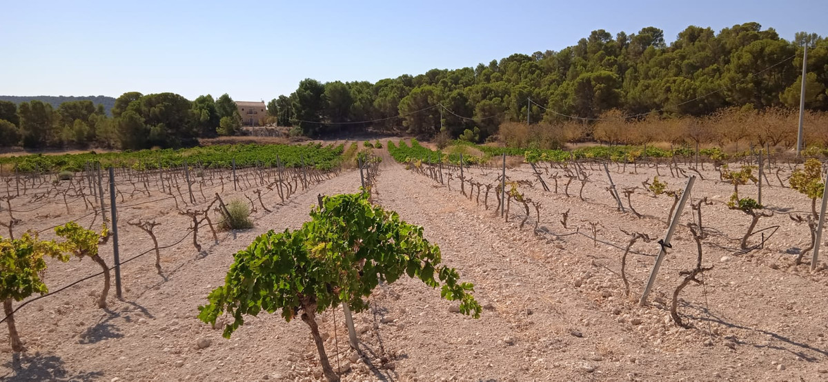 Plots for sale in Pinoso Costa Blanca, Alicante, Spain