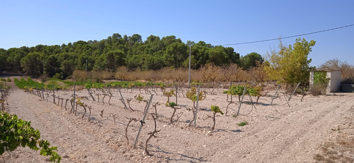 Plots for sale in Pinoso Costa Blanca, Alicante, Spain