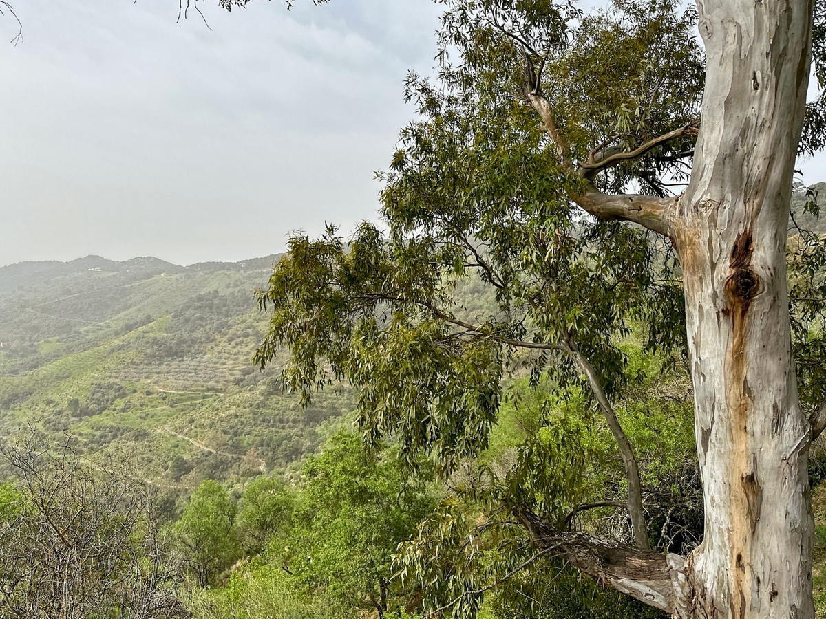Se vende Finca - Cortijo de 8 dormitorios en Málaga Ciudad, Málaga, España