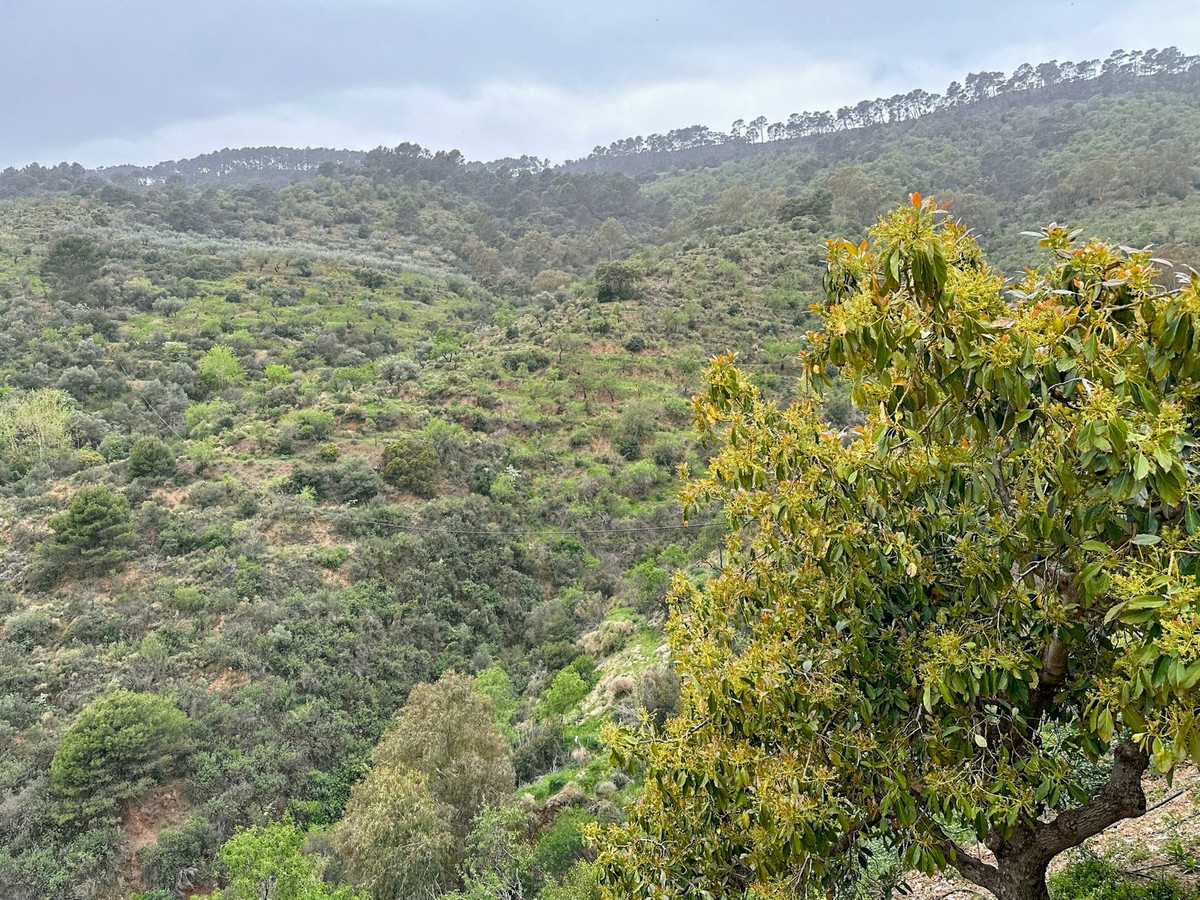 Se vende Finca - Cortijo de 8 dormitorios en Málaga Ciudad, Málaga, España